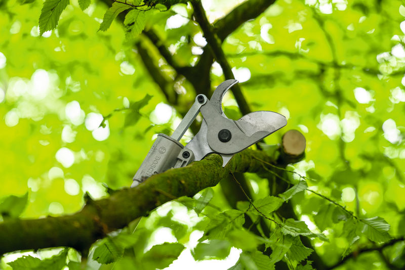 Anwendungsbild, Präzisionsschere, Gartenwerkzeug, Metallwerkzeug, Grünes Laub, Baumzweig